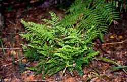 Lindsaea trichomanoides. Mature plant growing in leaf litter on forest floor.
 Image: J.R. Rolfe © Jeremy Rolfe 2005 All rights reserved